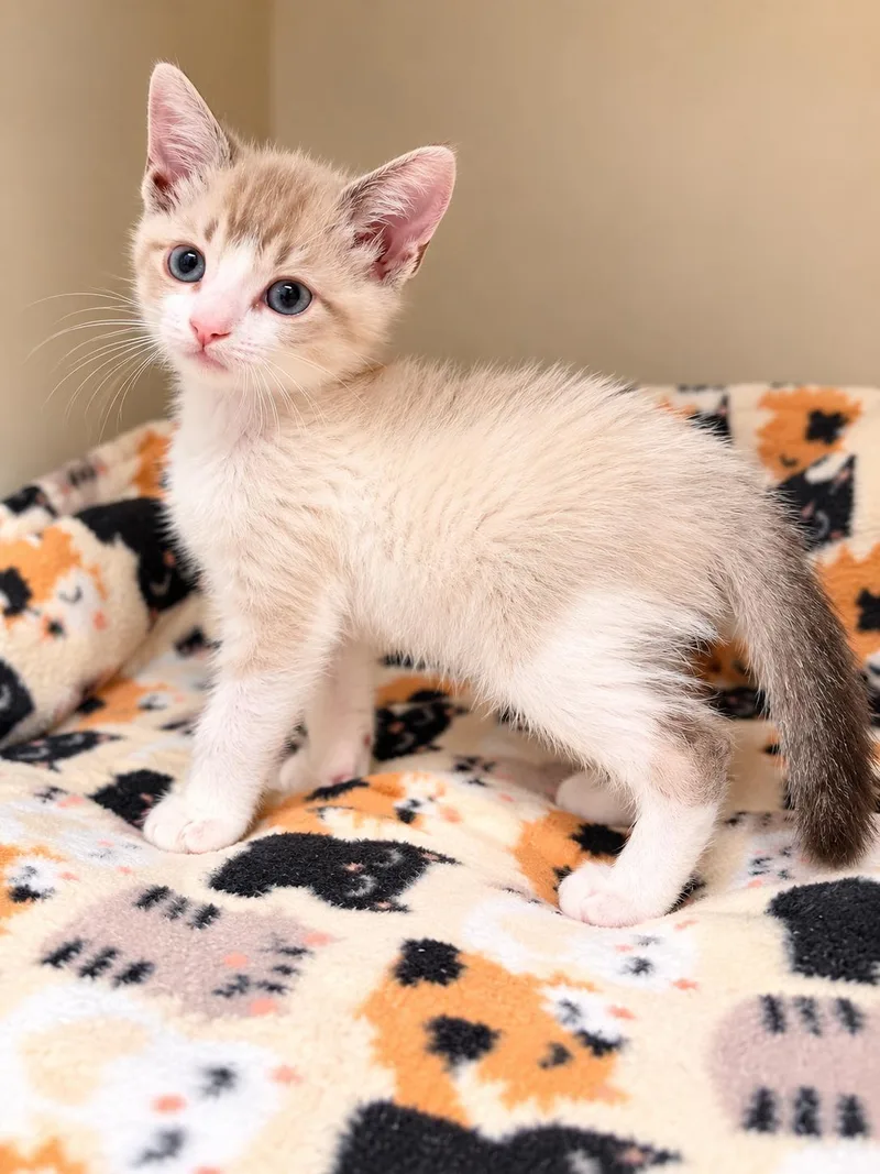 A baby medium-sized female Siamese cat named Olivia Napa for adoption in Napa, CA