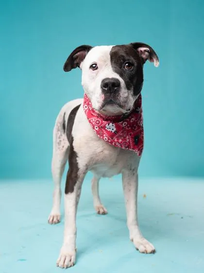 A senior large-sized male American Staffordshire Terrier dog named Malachi for adoption in Atlanta, GA
