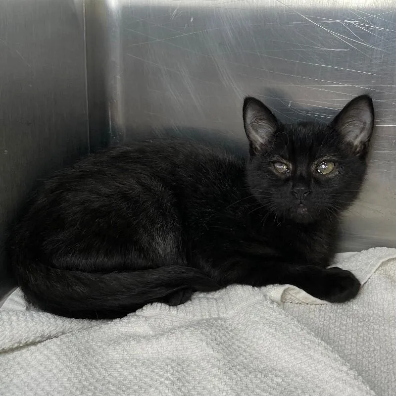A young medium-sized female Domestic Short Hair cat named Carbon for adoption in Roanoke, VA