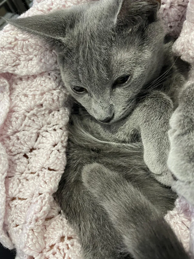 A baby medium-sized female Gray & White Domestic Short Hair cat named Addie for adoption in West Palm Beach, FL