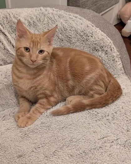 A young medium-sized male Orange / Red Domestic Short Hair cat named Vortex for adoption in Belleville, MI