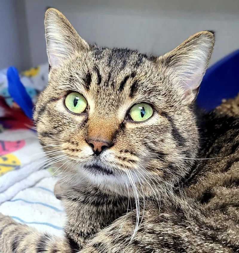 An adult medium-sized male Domestic Short Hair cat named Ninja for adoption in Bloomington, IN