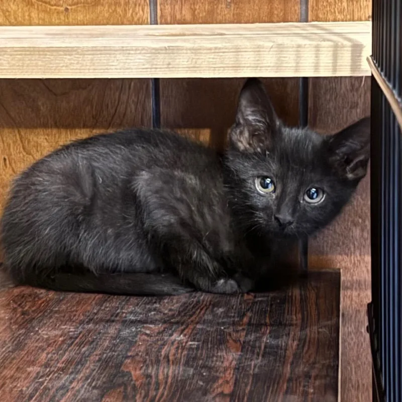 A baby small-sized male Black Domestic Short Hair cat named Jax for adoption in Traverse City, MI