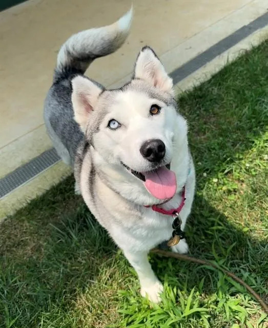 An adult medium-sized female Siberian Husky dog named Faith for adoption in Leesburg, VA