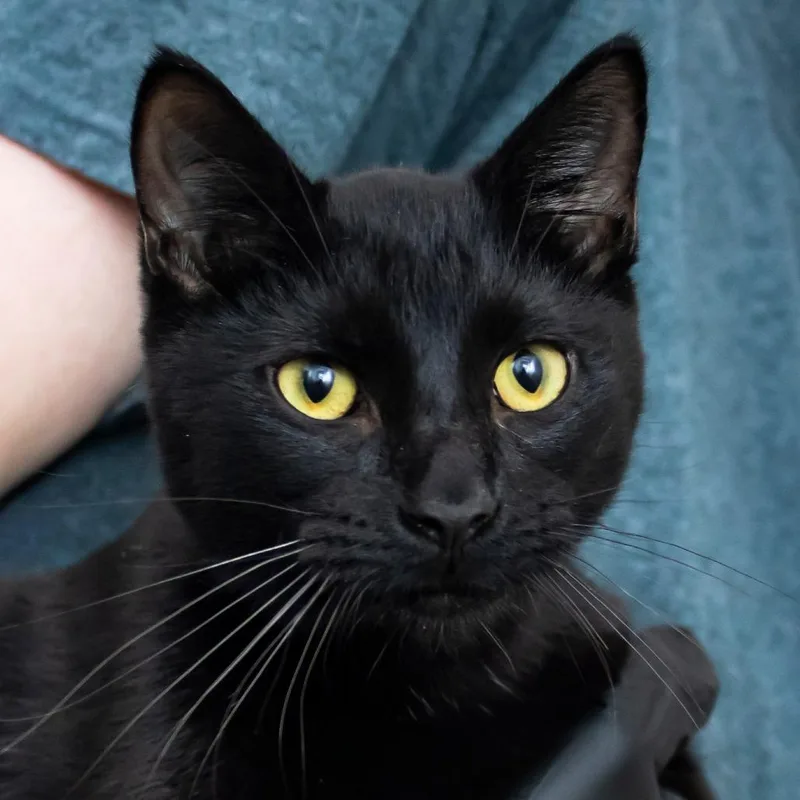 A young medium-sized male Black Domestic Short Hair cat named Charles for adoption in Middletown, RI