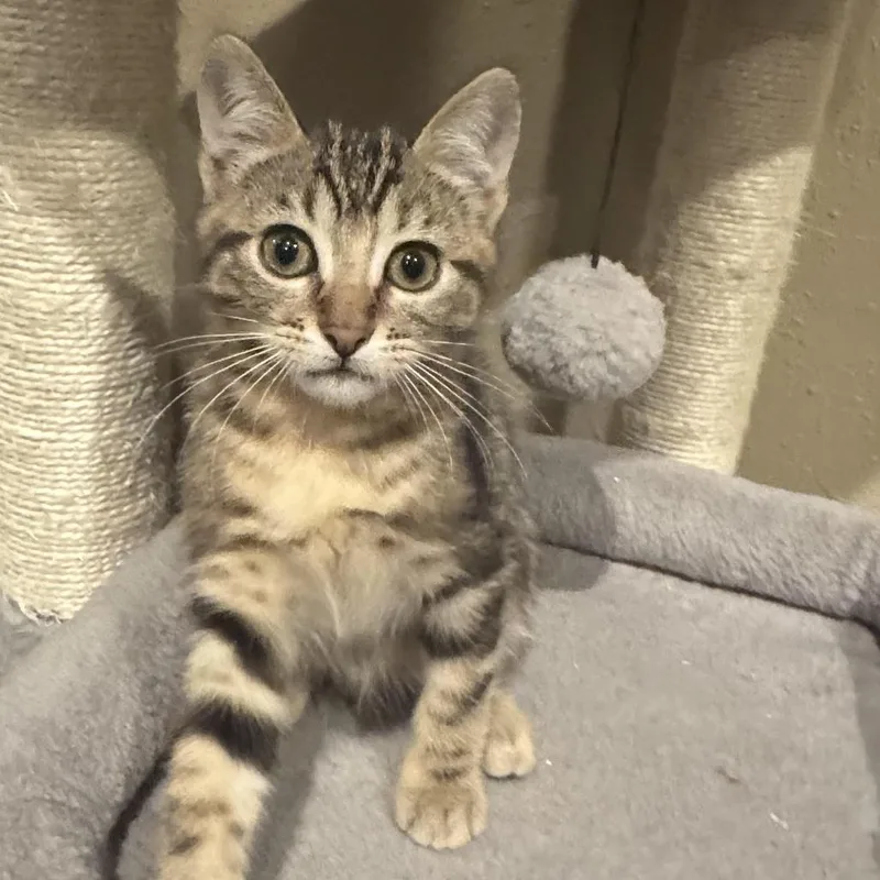 A baby small-sized female Brown / Chocolate Domestic Short Hair cat named Sami for adoption in Los Angeles, CA