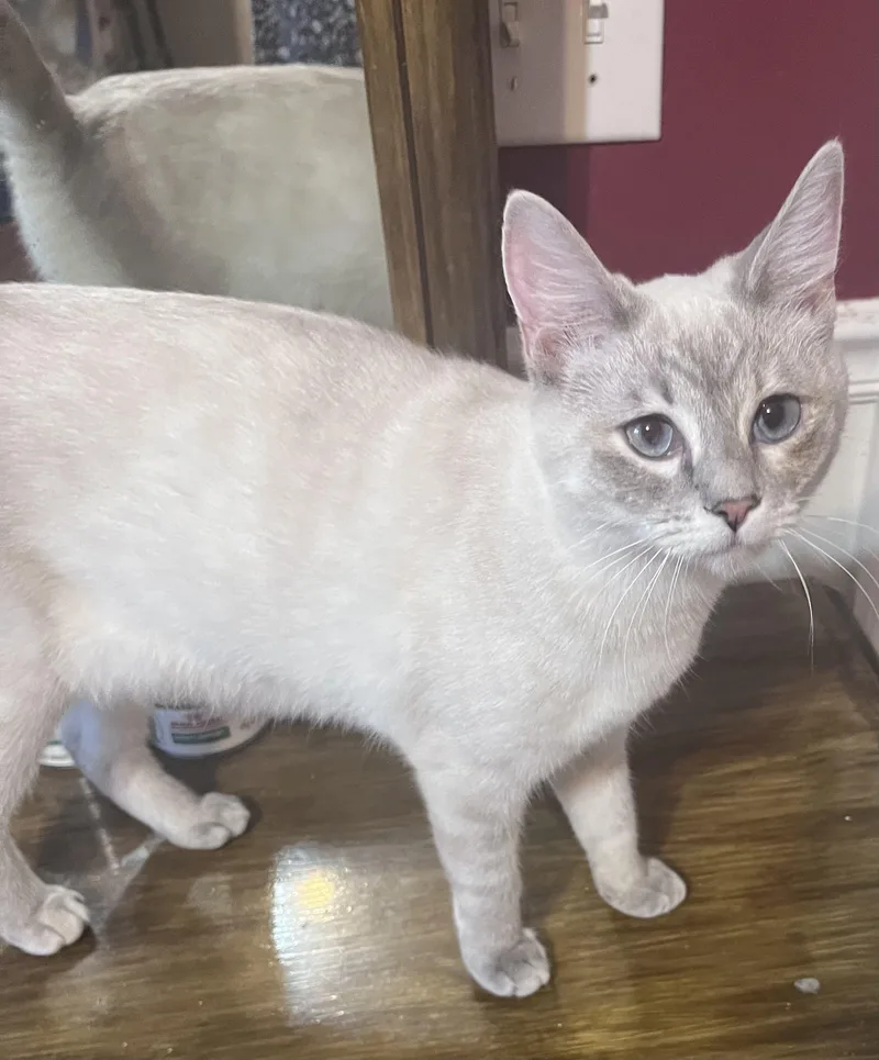 A young medium-sized female Gray / Blue / Silver Siamese cat named Ivy for adoption in Columbia, SC