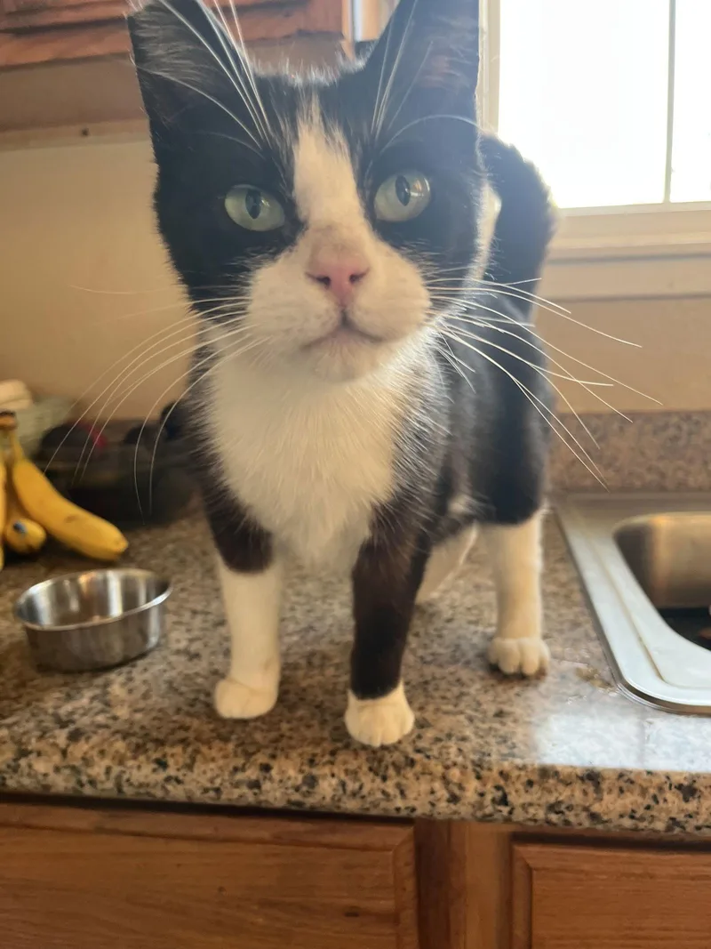 Nicholas thumbnail 2