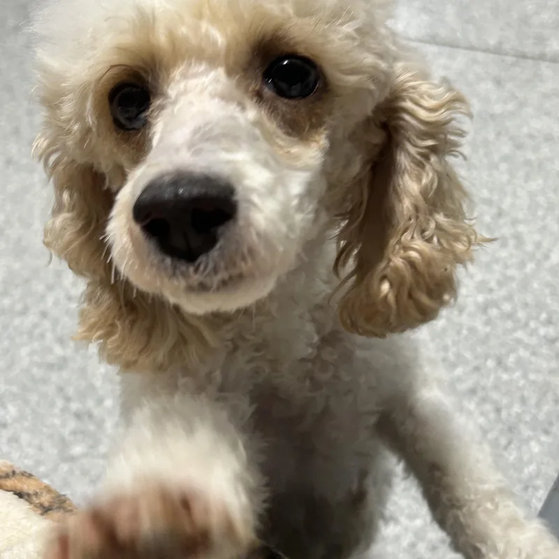 Trixie thumbnail 2
