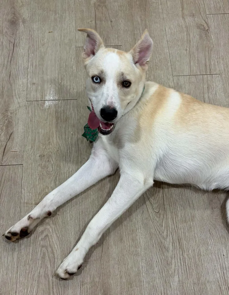 A young medium-sized female White / Cream Retriever dog named Miss Pickle for adoption in Lawrenceville, GA