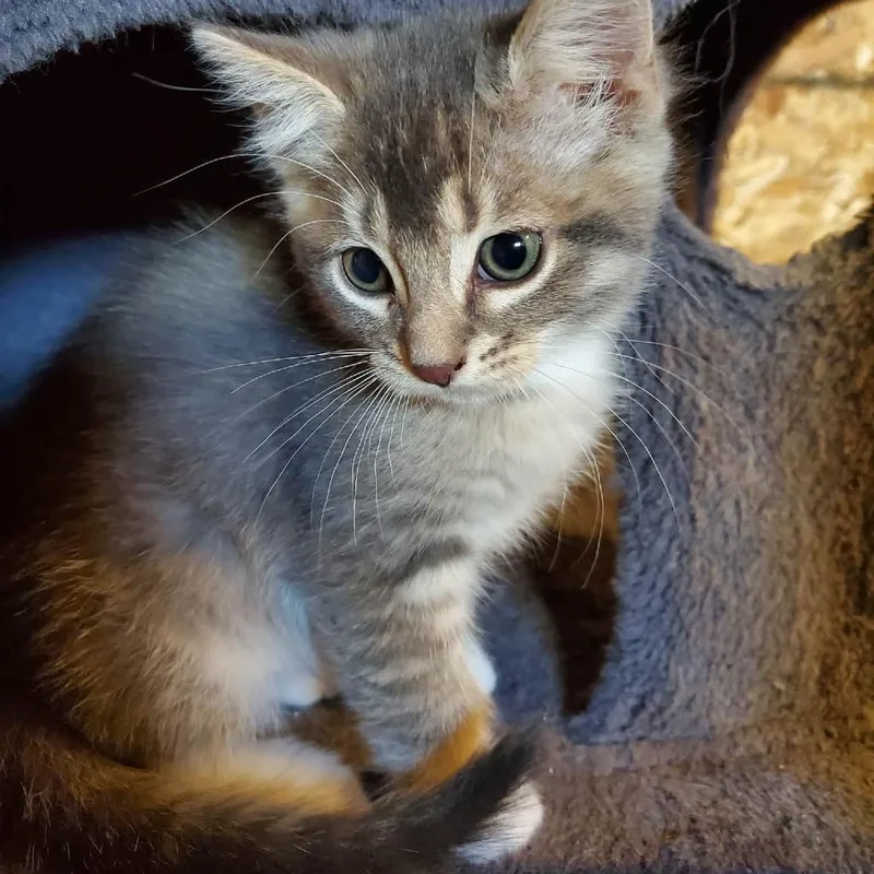 A baby small-sized female Brown / Chocolate Domestic Short Hair cat named Willow Birchett for adoption in Eagle Mountain, UT