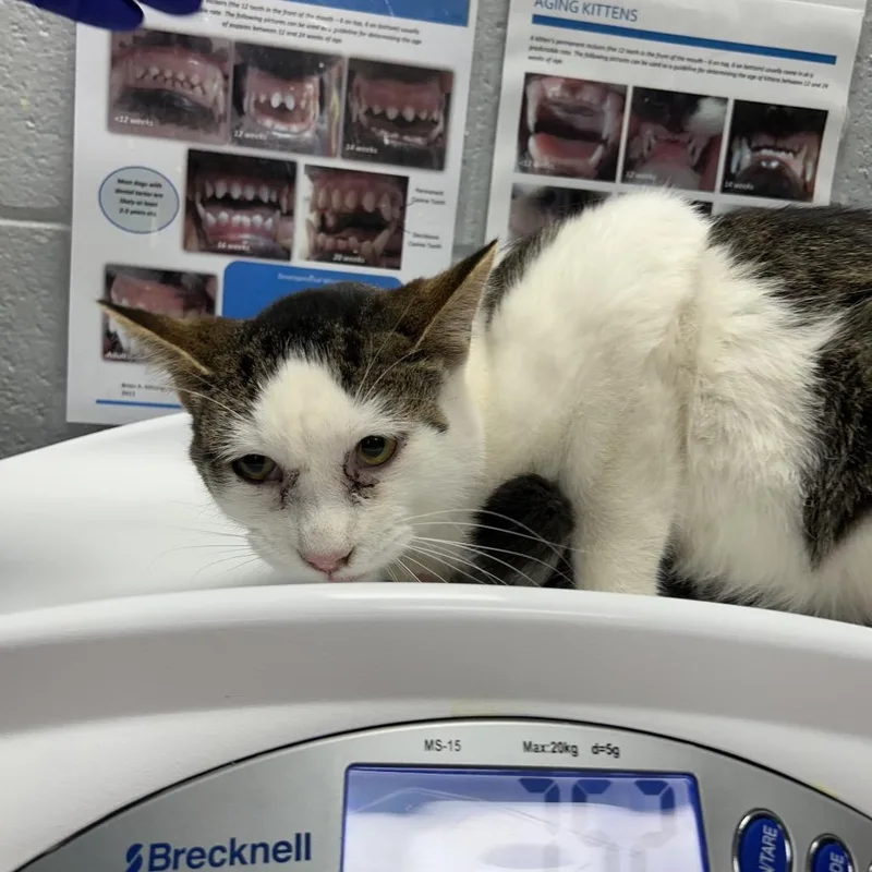 An adult medium-sized male Brown / Chocolate Domestic Short Hair cat named Chauncy for adoption in West Olive, MI