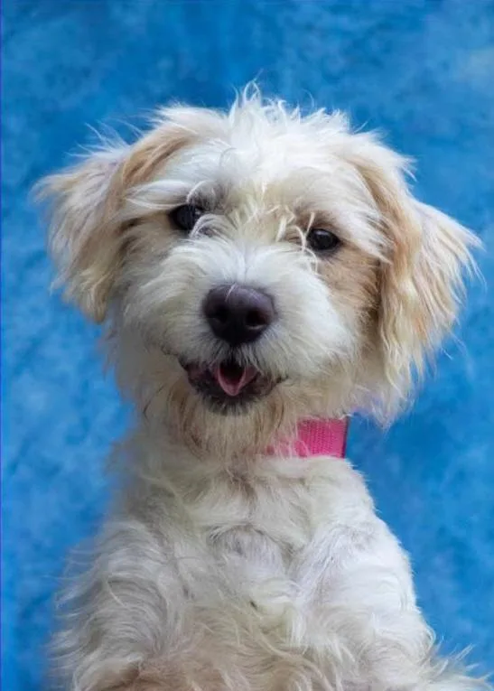 A young medium-sized female Maltese dog named Snowbell for adoption in Terryville, CT