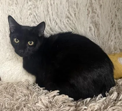 A baby small-sized male Domestic Short Hair cat named Clancey for adoption in Conway, SC