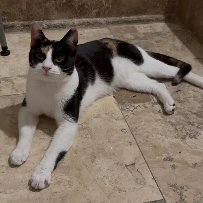 A young small-sized female Calico Domestic Short Hair cat named Olivia for adoption in Los Angeles, CA