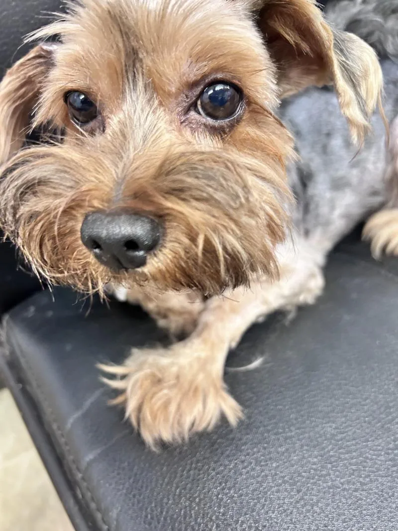 An adult small-sized male Mixed Breed dog named Sammy for adoption in Cincinnati, OH