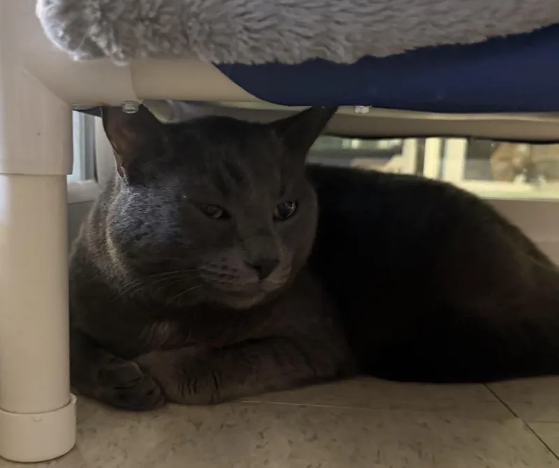 An adult small-sized male Domestic Short Hair cat named Frosty for adoption in Lemoore, CA