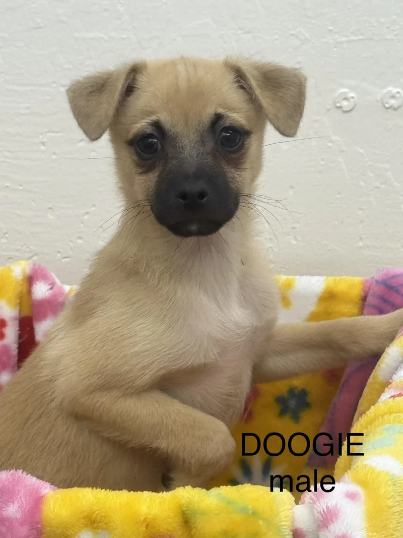 A baby small-sized male Yellow / Tan / Blond / Fawn Chihuahua dog named Doogie for adoption in Sonora, CA