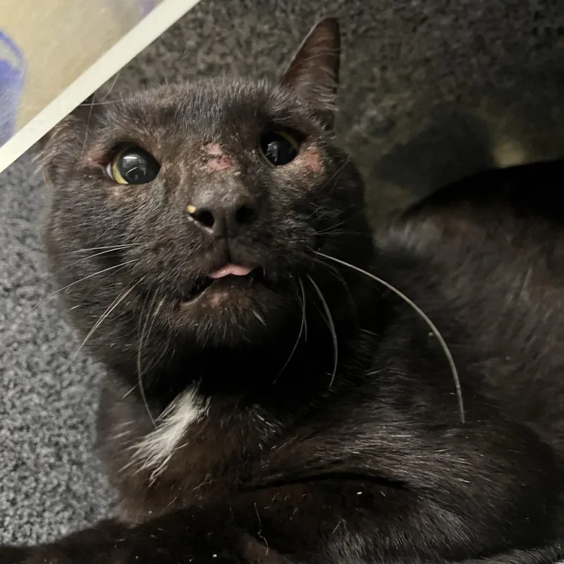 An adult large-sized male Black Domestic Short Hair cat named Chester for adoption in Pauls Valley, OK