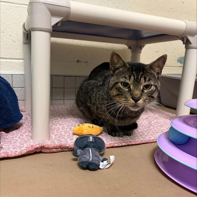 A young large-sized male Gray / Blue / Silver Domestic Short Hair cat named Pirate for adoption in Wantagh, NY