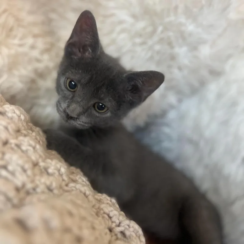 A baby small-sized male Gray / Blue / Silver Domestic Medium Hair cat named Chomper for adoption in Commerce City, CO