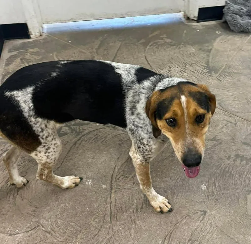 An adult medium-sized female Australian Cattle Dog / Blue Heeler dog named Skittles for adoption in Logan, UT