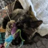 A baby medium-sized female Tortoiseshell Domestic Medium Hair cat named Jenny for adoption in Annapolis, MD