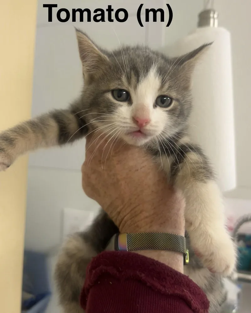 A baby medium-sized male Gray / Blue / Silver Domestic Short Hair cat named Tomatoe for adoption in Saugerties, NY