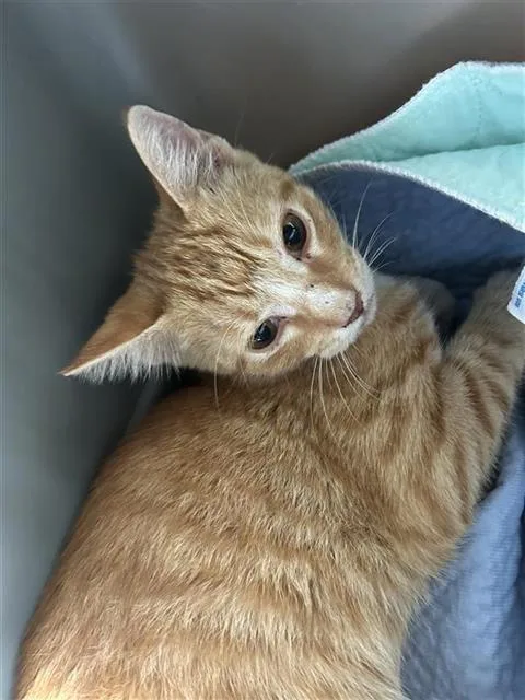 A young small-sized male Domestic Short Hair cat named Rasputin for adoption in San Antonio, TX