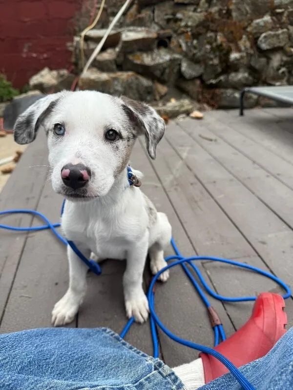 A baby medium-sized female Merle (Blue) Australian Shepherd dog named Nutmeg for adoption in Boulder, CO