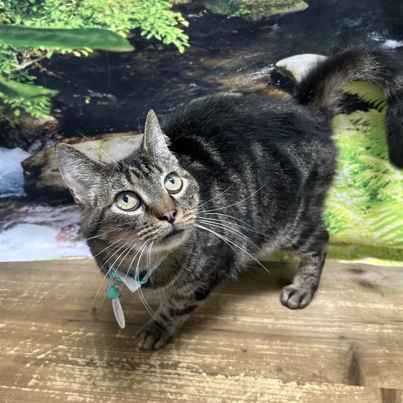 A senior medium-sized female Gray / Blue / Silver Domestic Short Hair cat named Old Tiger for adoption in Normal, IL