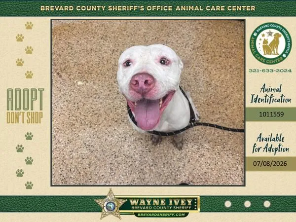 An adult large-sized male Mixed Breed dog named Colby for adoption in Melbourne, FL