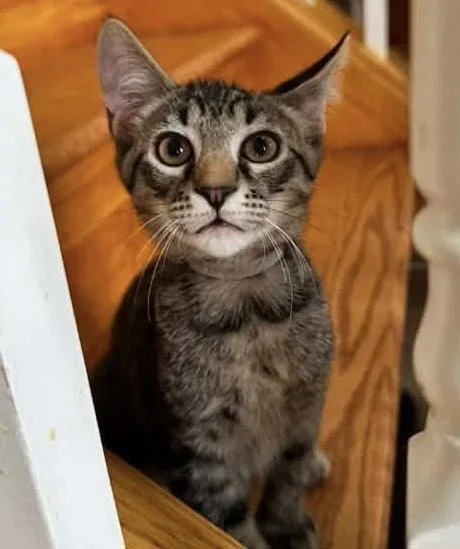 A baby medium-sized male Tabby (Tiger Striped) Domestic Short Hair cat named Char for adoption in Breinigsville, PA