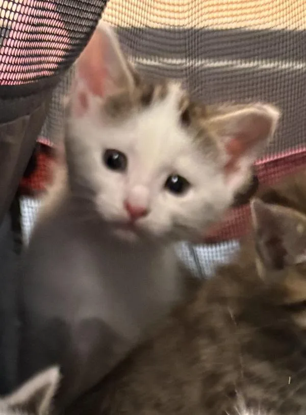 A baby small-sized male Domestic Short Hair cat named Kd Bear for adoption in Lawrenceville, GA