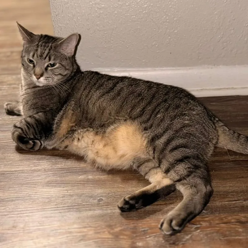 An adult small-sized male Torbie Domestic Long Hair cat named Musta for adoption in Midland, TX