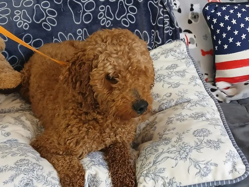 Winston