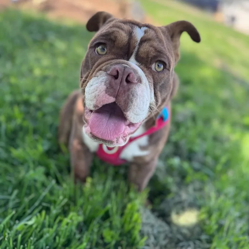 A young large-sized male Red / Chestnut / Orange English Bulldog dog named Pablo for adoption in Turlock, CA