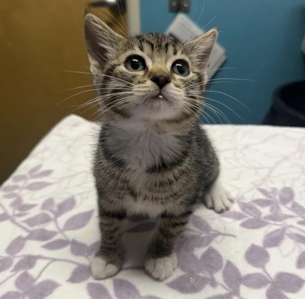 A baby small-sized female Domestic Short Hair cat named Fancy for adoption in Escondido, CA