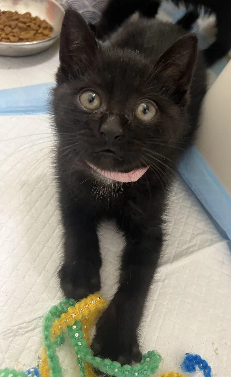A baby medium-sized male Black Domestic Short Hair cat named Parsnip for adoption in Toledo, OH