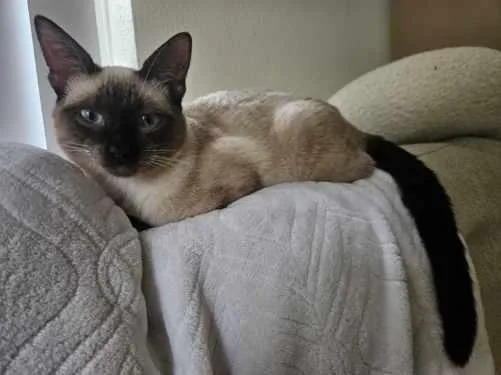 A young small-sized male Buff / Tan / Fawn Domestic Short Hair cat named Khepri for adoption in Mission Viejo, CA