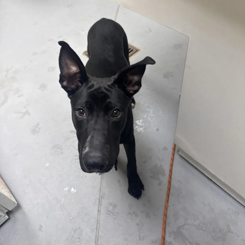 A young large-sized male Mixed Breed dog named StrayFortBenningRoad for adoption in Columbus, GA