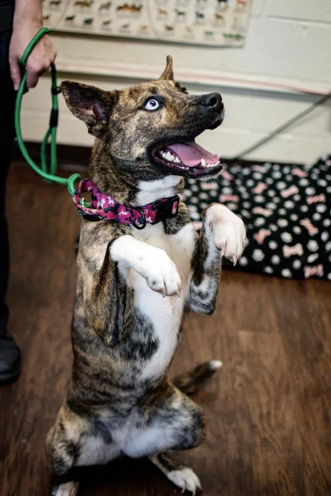 An adult large-sized female Husky dog named Athena for adoption in Frankfort, NY