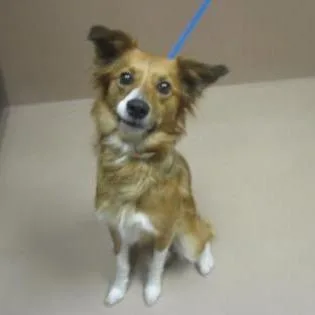 A senior medium-sized female Yellow / Tan / Blond / Fawn Border Collie dog named Princess for adoption in Reno, NV