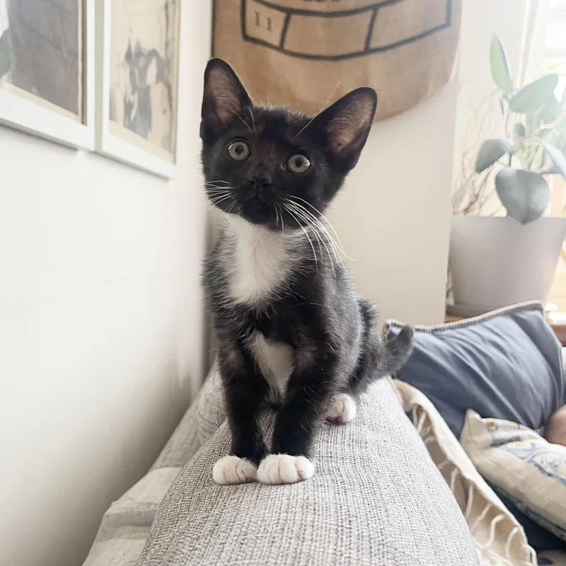 A baby medium-sized female Black & White / Tuxedo Domestic Short Hair cat named Tums for adoption in BROOKLYN, NY