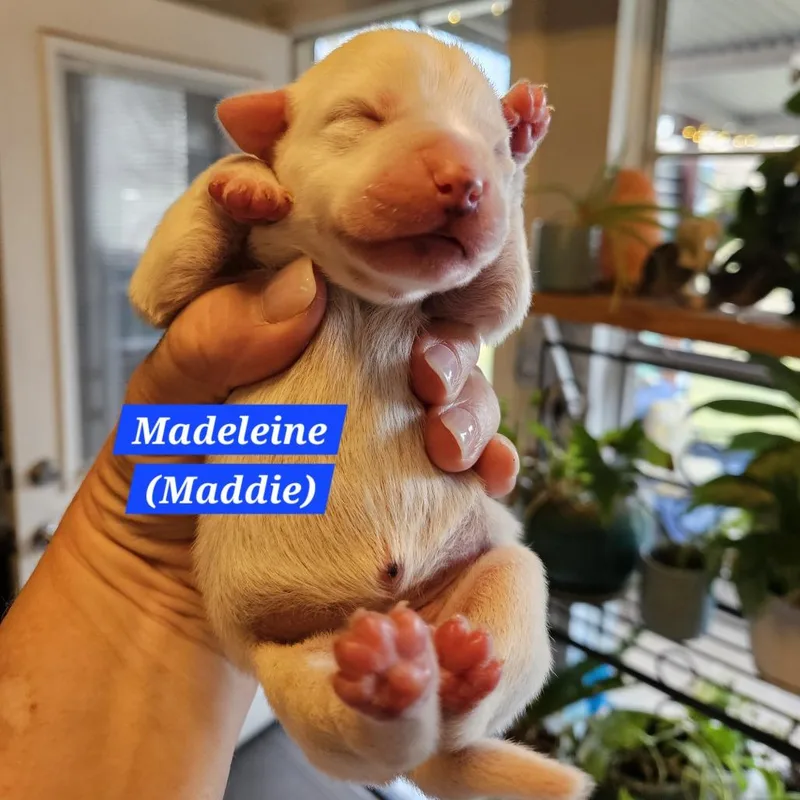 Madeleine
