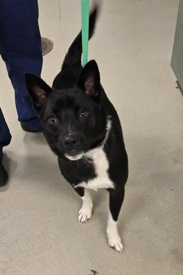 A young medium-sized male Basenji dog named Marco for adoption in Millersville, MD