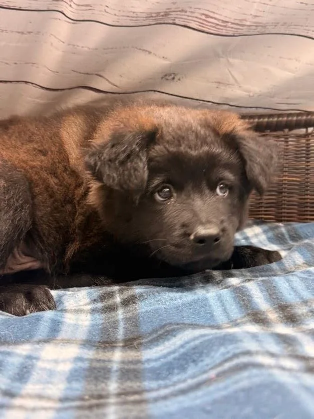 A baby large-sized male Black Chow Chow dog named Marlin for adoption in Neillsville, WI