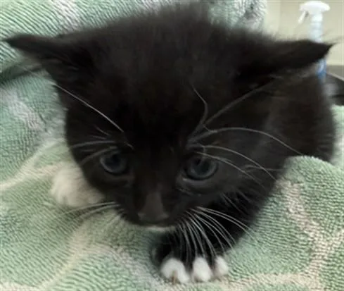A baby small-sized female Domestic Short Hair cat named Jarely for adoption in Lancaster, CA