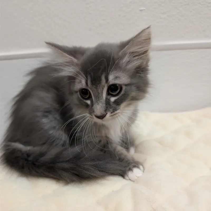 Muffin thumbnail 2