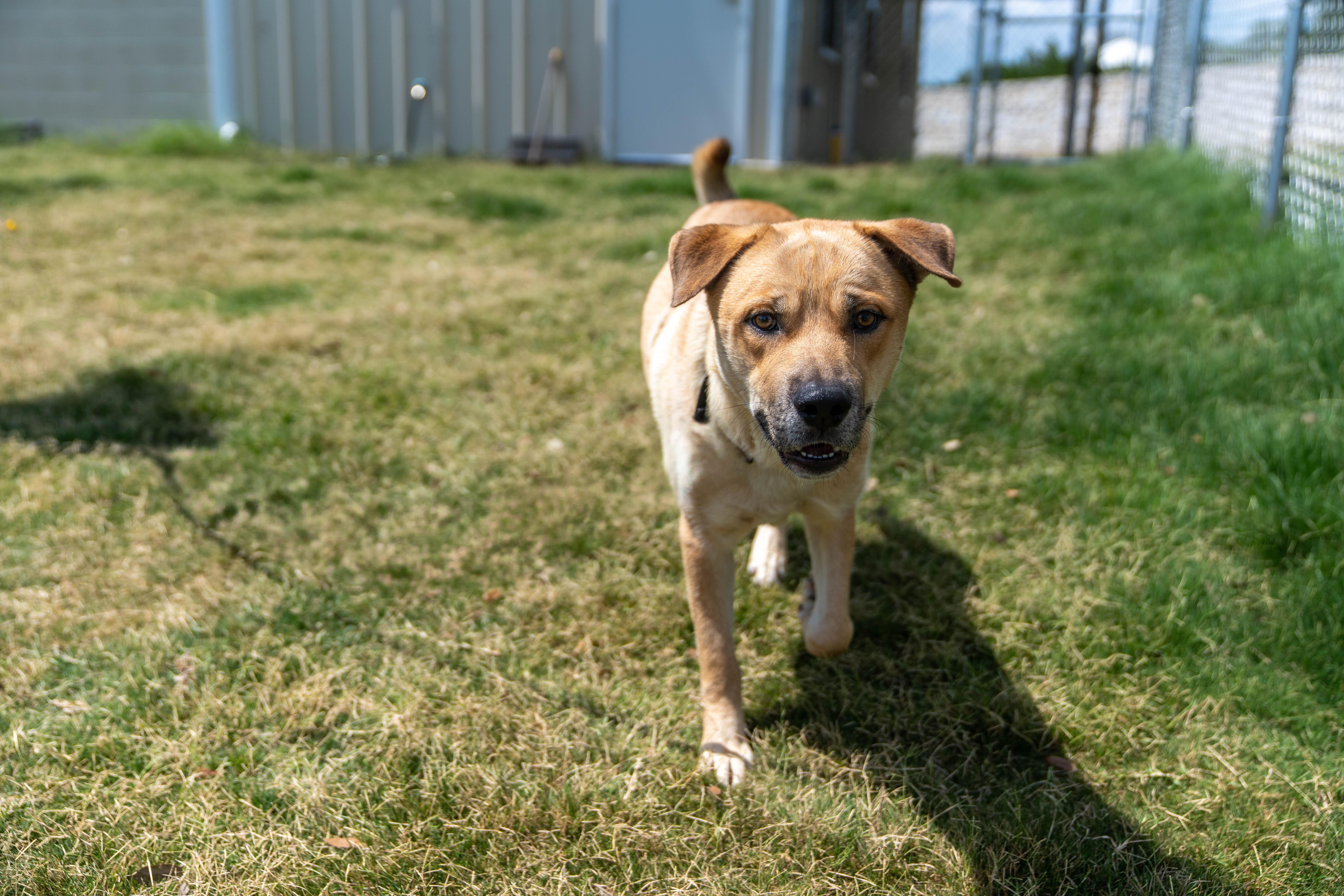 A young medium-sized male Golden Labrador Retriever dog named Jester for adoption in Dripping Springs, TX